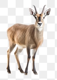 PNG Waterbuck wildlife animal mammal. AI generated Image by rawpixel.