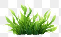 PNG Seaweed plant grass green. AI generated Image by rawpixel.