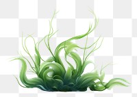 PNG Seaweed plant green  