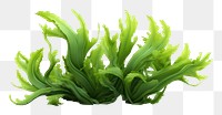 PNG Seaweed plant leaf white background