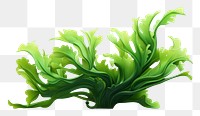 PNG Seaweed plant green  