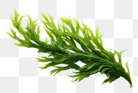 PNG Seaweed plant herbs leaf