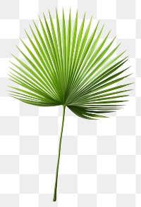 PNG Chinese Fan Palm plant green leaf. 