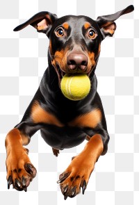 PNG Doberman funny action mammal animal tennis. AI generated Image by rawpixel.