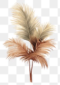PNG Sago Palm plant leaf tree