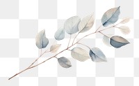 PNG Dried Preserved Eucalyptus sketch plant leaf