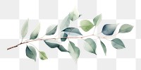 PNG Eucalyptus branch plant leaf tree. 