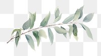 PNG Eucalyptus branch plant leaf tree