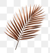 PNG Singel Palm leaves plant brown leaf. 