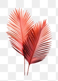 PNG Singel Palm leaves plant leaf pink