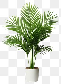 PNG Areca palm plant leaf tree. 