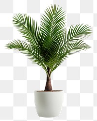 PNG Sago Palm plant leaf tree. 