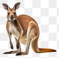PNG Kangoroo kangaroo wallaby mammal. AI generated Image by rawpixel.