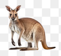 PNG Kangoroo animal kangaroo wildlife. AI generated Image by rawpixel.