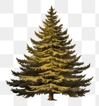 PNG Vintage christmas tree spruce plant