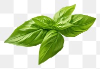 PNG Basil leaf plant herbs  