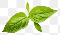 PNG Basil leaf plant herbs  