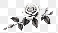 PNG Tattoo png rose pattern drawing. 