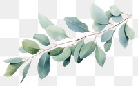 PNG Eucalyptus plant leaf tree