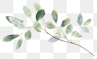 PNG Eucalyptus branch plant leaf tree. 