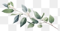 PNG Eucalyptus branch plant leaf tree