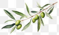 PNG Olive branch plant leaf tree. 