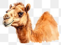 PNG Camel animal mammal livestock. AI generated Image by rawpixel.