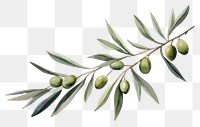 PNG Olive branch plant herbs leaf. 