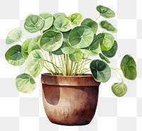 PNG Chinese money plant leaf white background houseplant. AI generated Image by rawpixel.