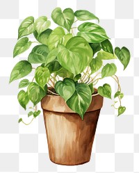 PNG Plant leaf houseplant. 