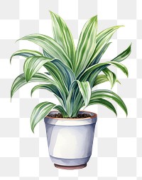 PNG Dracaena trifasciata plant leaf  