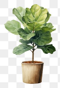 PNG Fiddle-leaf fig plant bonsai tree. 