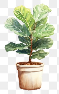 PNG Fiddle-leaf fig plant bonsai tree. 