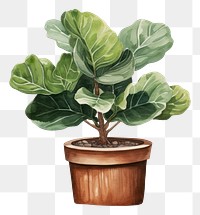 PNG Fiddle-leaf fig plant bonsai white background. AI generated Image by rawpixel.
