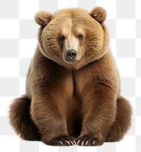 PNG Bear animal wildlife sitting. AI generated Image by rawpixel.