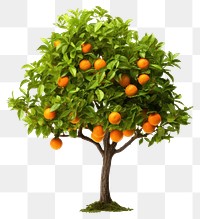 PNG Orange tree grapefruit plant food. AI generated Image by rawpixel.