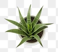 PNG  Plant plant aloe leaf