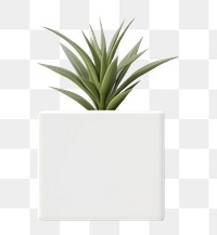 PNG  Plant plant vase . AI generated Image by rawpixel.