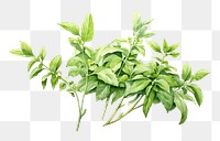 PNG Arabian herbs plant leaf  