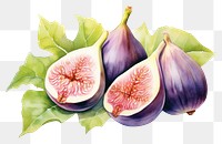 PNG  Arabic figs fruit plant food. AI generated Image by rawpixel.