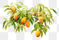 PNG Mango orchard fruit peach plant