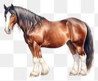 PNG Clydesdale horse stallion mammal animal. 