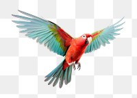 PNG Parrot animal bird white background. AI generated Image by rawpixel.