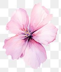 PNG Pink flower blossom petal plant. AI generated Image by rawpixel.