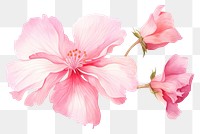 PNG Pink flower hibiscus blossom petal. 