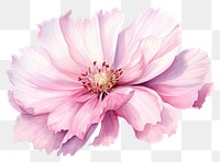 PNG Pink flower blossom dahlia petal. 