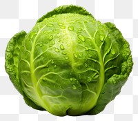 PNG Brussels Sprout vegetable cabbage plant. AI generated Image by rawpixel.