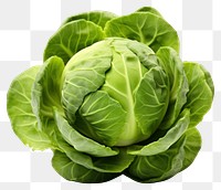 PNG Brussels Sprout vegetable cabbage plant. 