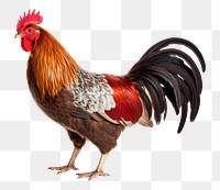 PNG Male rooster chicken poultry animal. 