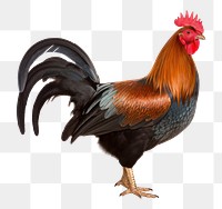 PNG Male rooster chicken poultry animal. AI generated Image by rawpixel.